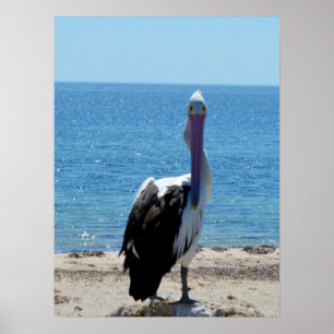 Pelican met de "look", Poster