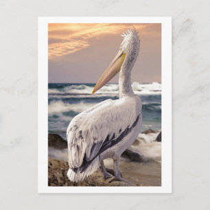 Pelican Ocean Beach Waves Sunset Briefkaart