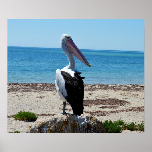 Pélican On Beach Rocks, Poster (Devant)