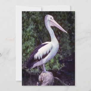 Pelican op een filiaal, Tasmania - Australië Kaart