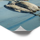 Pelican op een Poster uit Florida Beach (Hoek)