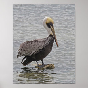 Pelican op het Poster van A Rock