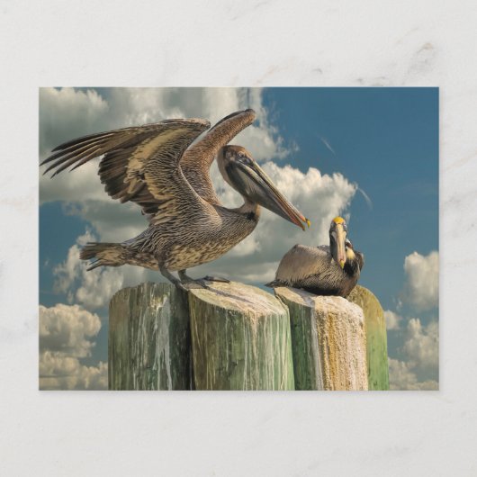 Pelican Parodies Florida Wildlife Briefkaart (Voorkant)