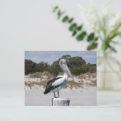 Pelican Permanent op Sandy Beach Briefkaart (Staand voorkant)