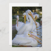 Pelican Pile Vakantie Kaart (Voorkant / Achterkant)