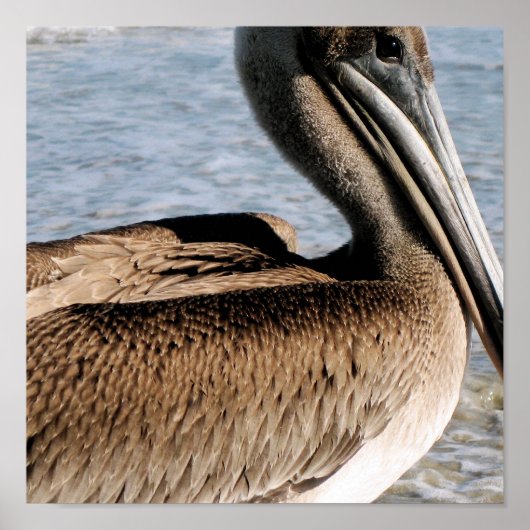 Pelican Poster (Voorkant)