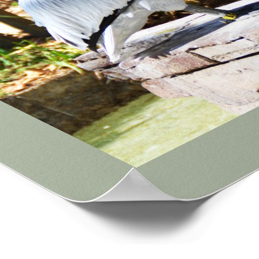 Pelican Poster (Hoek)