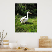 Pelican Poster (Keuken)