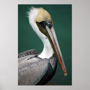 Pelican Poster