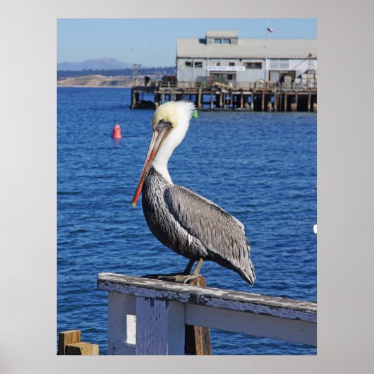 Pelican Print (Voorkant)