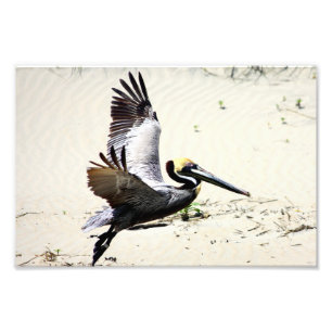 Pelican Print, Wall Art, Gifts, Beach Birds Foto Afdruk