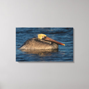 Pélican repose dans la toile d'eau Imprimer