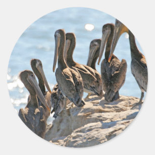 Pelican Rock Ronde Sticker