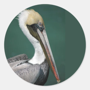 Pelican Round Sticker