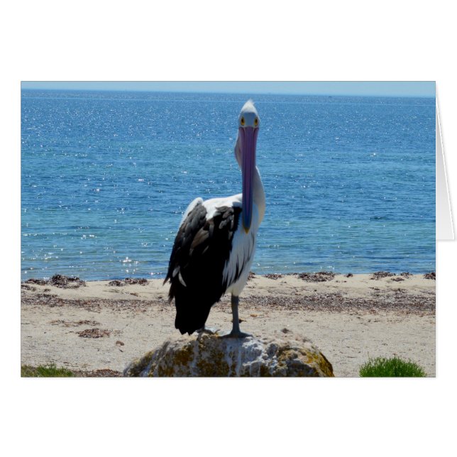 Pelican Stare Down (Voorkant Horizontaal)
