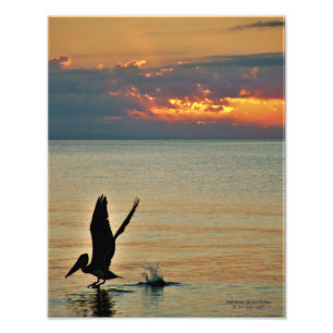 Pelican start op zonsondergang Golfkust Florida Foto Afdruk