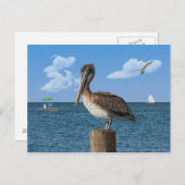 Pélican sur une carte postale (Devant / Derrière)