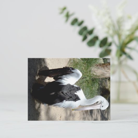 Pélican, Temps De Prévisualisation, Carte Postale (Debout devant)