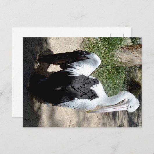 Pélican, Temps De Prévisualisation, Carte Postale (Devant / Derrière)