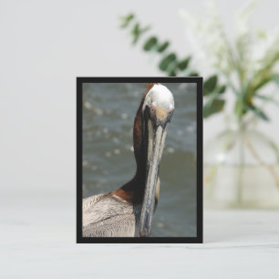Pelican Terugkijkend op mij Holiday Briefkaart