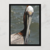 Pelican Terugkijkend op mij Holiday Briefkaart (Voorkant)