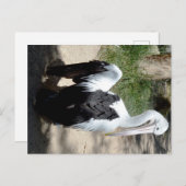 Pelican Time to Preen, Briefkaart (Voorkant / Achterkant)