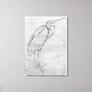 Pelican van het Album van de Vallardi Canvas Afdruk