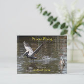 Pélican volant Floride Carte postale (Debout devant)