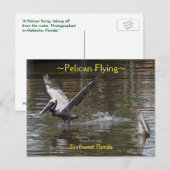 Pélican volant Floride Carte postale (Devant / Derrière)
