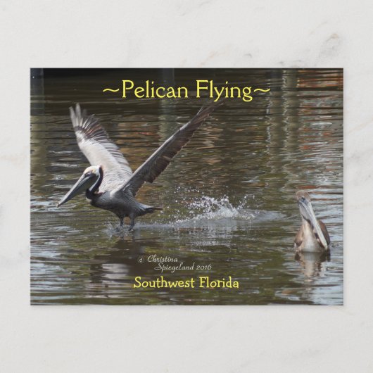 Pélican volant Floride Carte postale (Devant)