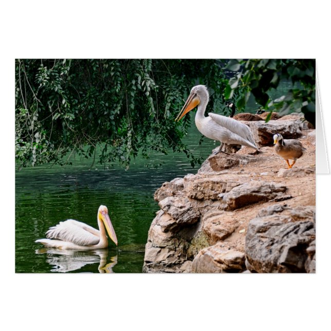 Pélicans (Devant horizontal)