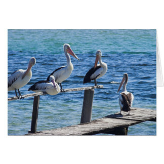 Pélicans