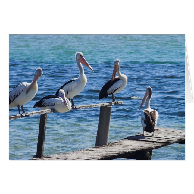 Pélicans (Devant horizontal)