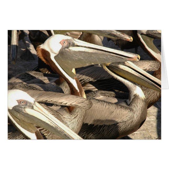 Pelicans (Voorkant Horizontaal)