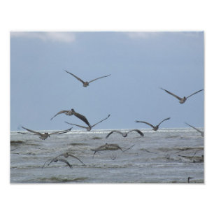 Pélicans au-dessus de photo d'océan