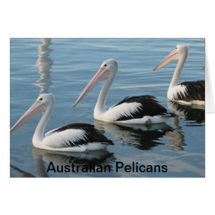 Pélicans australiens