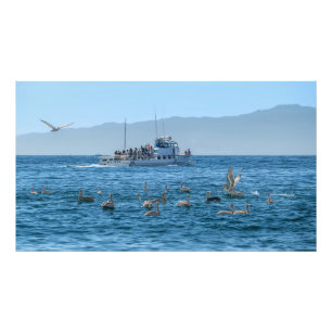 Pelicans Basking & Boat - Marina Del Rey, CA Foto Afdruk