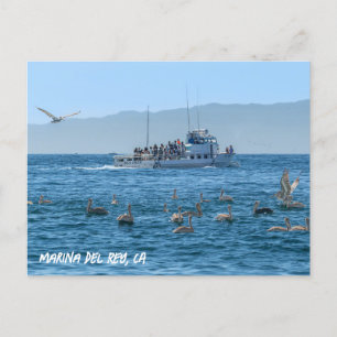 Pelicans Basking - Marina Del Rey, Californië Briefkaart