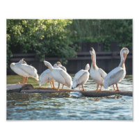 Pélicans blancs sur une photo en rondins Imprimer