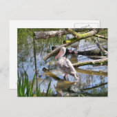 PELICANS BRIEFKAART (Voorkant / Achterkant)