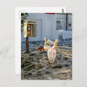 Pelicans Briefkaart (Voorkant / Achterkant)