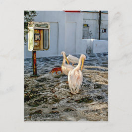 Pelicans Briefkaart