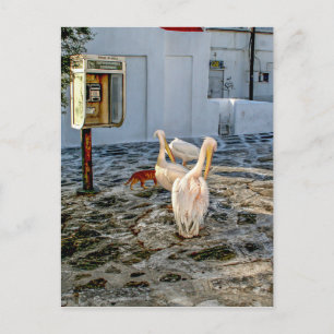 Pelicans Briefkaart