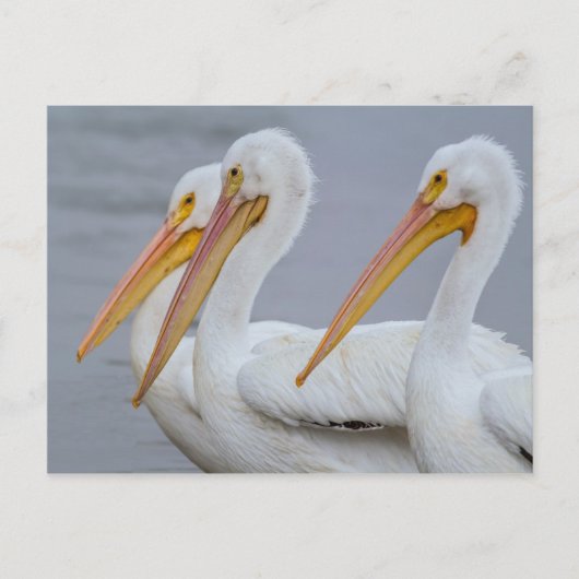 PELICANS - FORT MYERS BEACH, FLORIDA, VS BRIEFKAART (Voorkant)