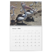 Pelicans Kalender (Jan 2026)