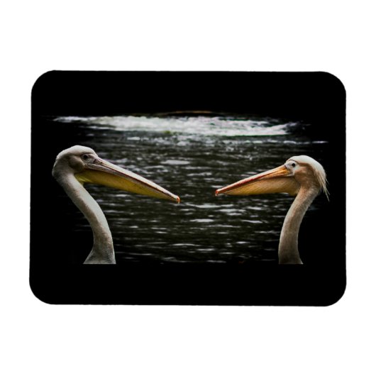 PELICANS LOVERS MAGNET (Horizontal)