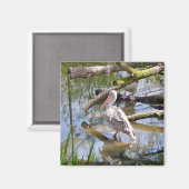 PELICANS MAGNEET (Voorkant / Achterkant)