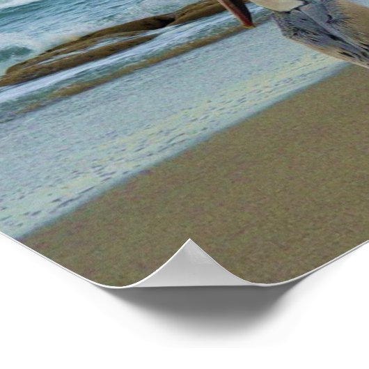 Pelicans op het strand van Jensen in Florida Poster (Hoek)