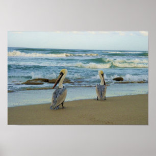 Pelicans op het strand van Jensen in Florida Poster
