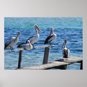 Pelicans Poster